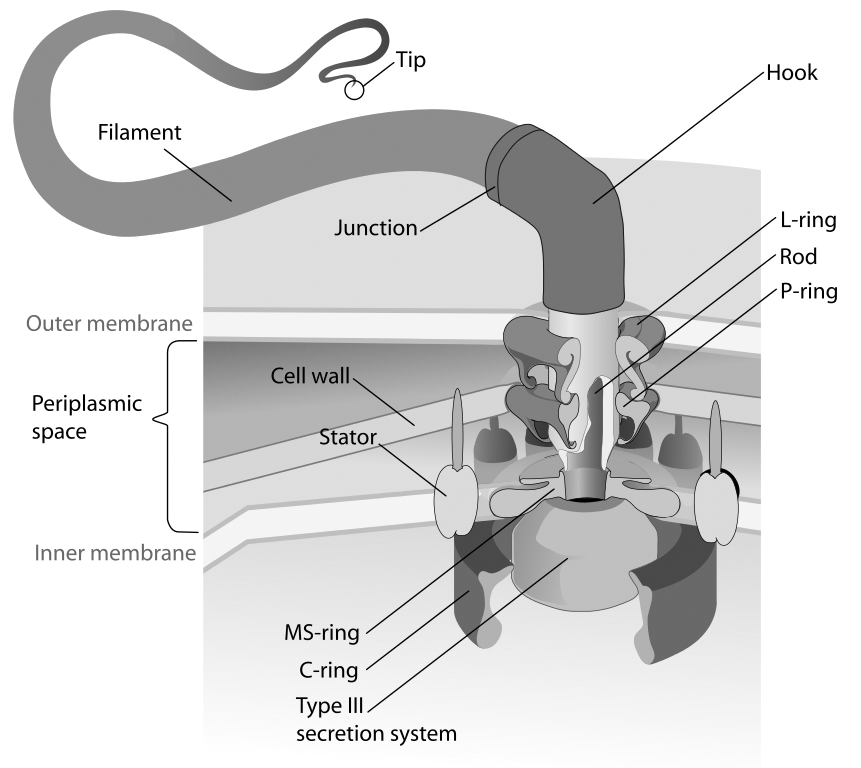 Flagellum_base_diagram